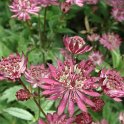 Astrantia major 'Haspen Blood'